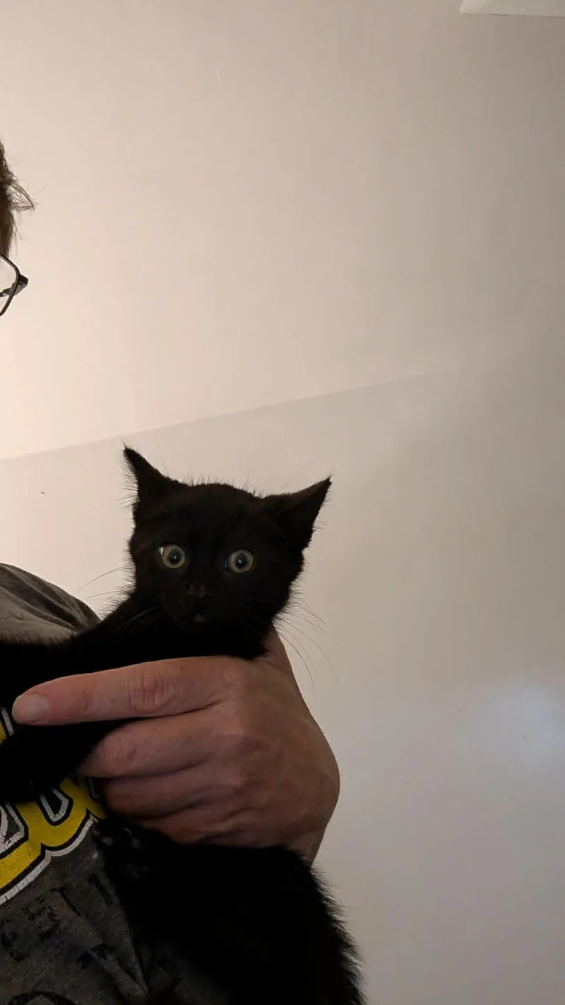 A baby small-sized male Domestic Short Hair cat named SpiderMan for adoption in Clymer, PA
