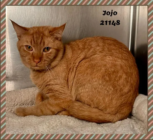 An adult medium-sized male Tabby (Orange / Red) Domestic Short Hair cat named JOJO see also MIDNIGHT for adoption in Marietta, GA