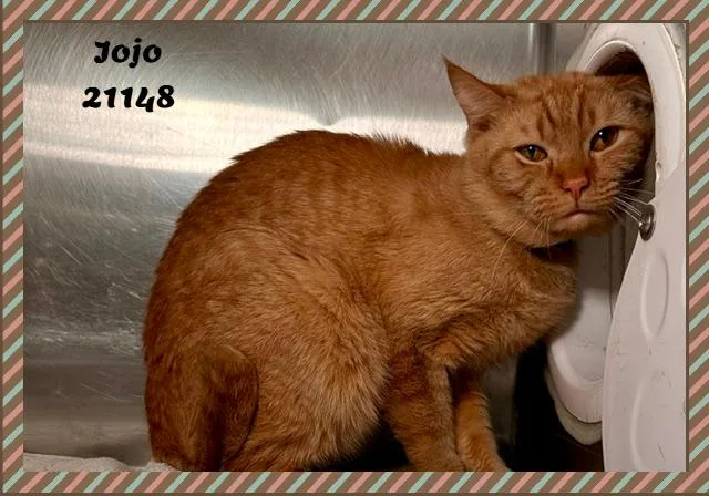 JOJO see also MIDNIGHT thumbnail 3