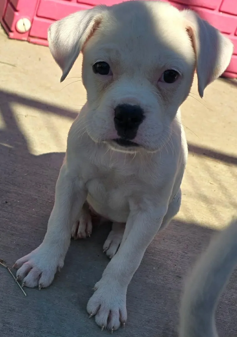 A baby medium-sized female White / Cream Mixed Breed dog named Serrano for adoption in Kenosha, WI