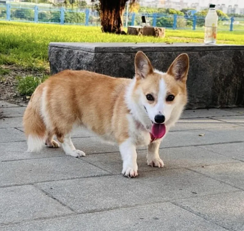 Dumpling