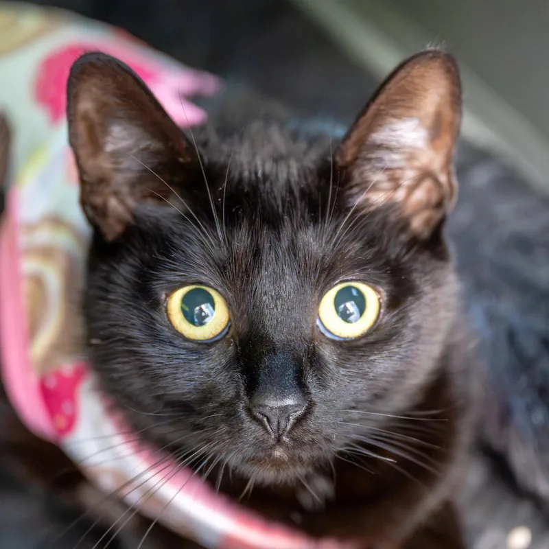 A young medium-sized female Black Domestic Short Hair cat named Kiki for adoption in Reston, VA