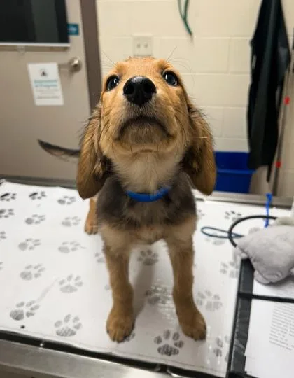 A baby small-sized male Mixed Breed dog named Carter for adoption in Westland, MI