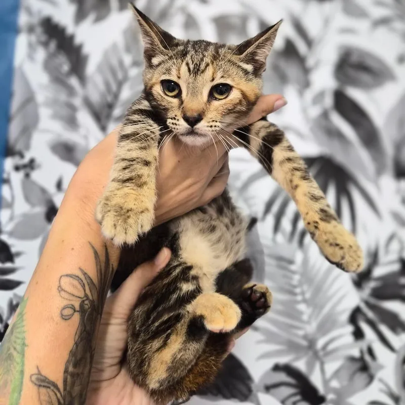 A baby small-sized female Torbie Domestic Short Hair cat named Draculaura for adoption in Wahiawa, HI