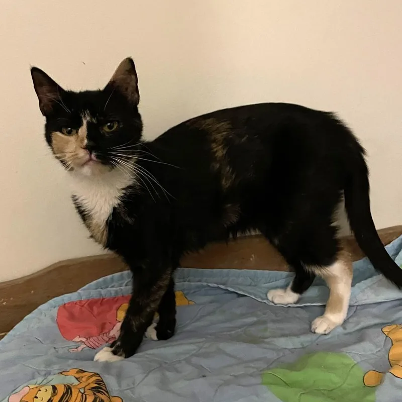 Bear Rayburn thumbnail 2