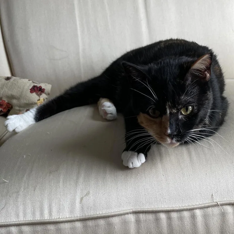 Bear Rayburn thumbnail 3