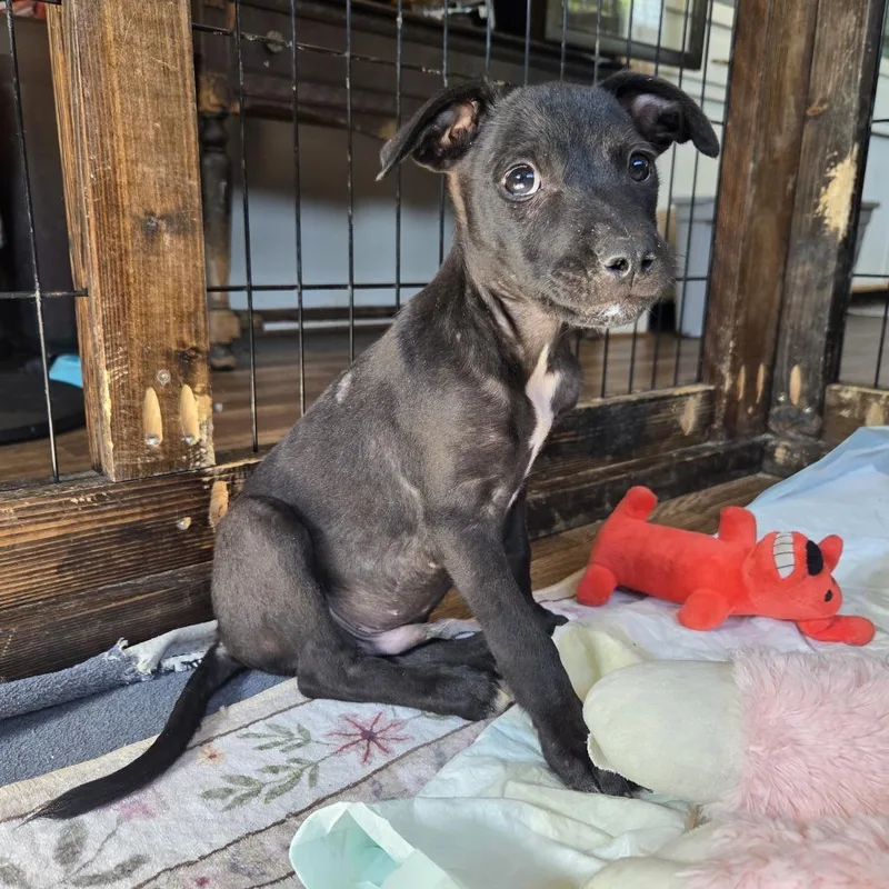 A baby medium-sized male Hound dog named Wakko for adoption in Chattanooga, TN