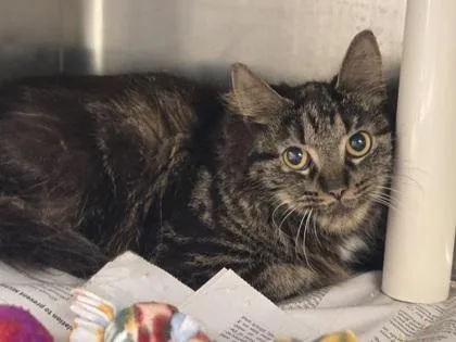 An adult medium-sized female Domestic Medium Hair cat named Illite for adoption in Westland, MI