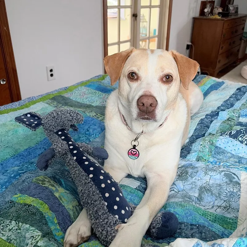An adult large-sized female Yellow / Tan / Blond / Fawn Mixed Breed dog named Girlie for adoption in Alexandria, VA