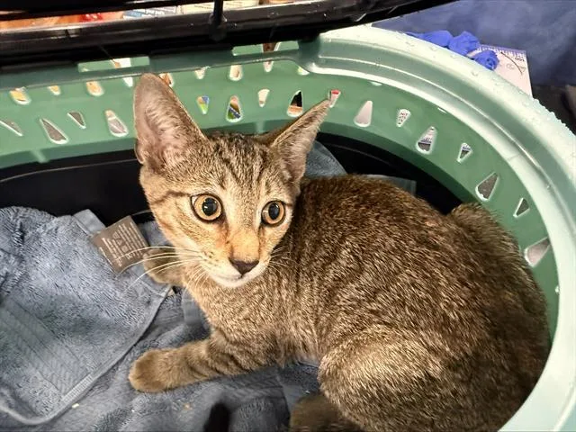 A baby small-sized male Domestic Short Hair cat named A for adoption in Charlotte, NC