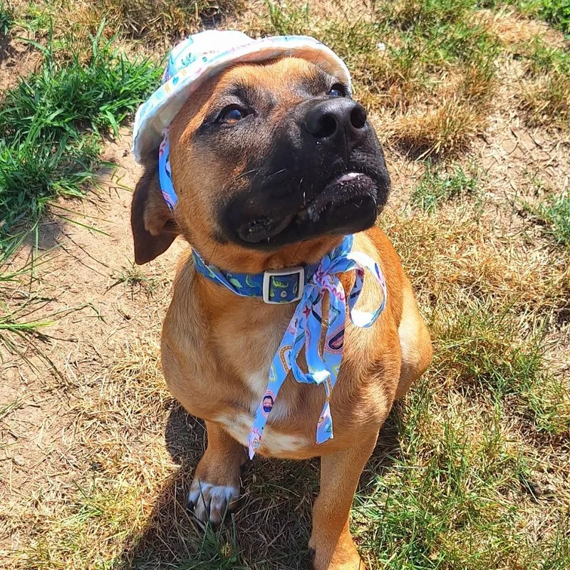 An adult large-sized male Red / Chestnut / Orange Bullmastiff dog named Jackson for adoption in Alexandria, VA