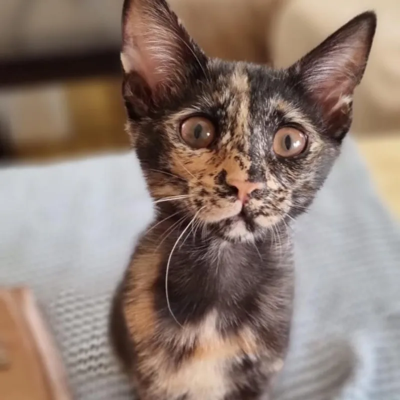An adult small-sized female Tortoiseshell Domestic Short Hair cat named Ayra Kuwait for adoption in Merrifield, VA