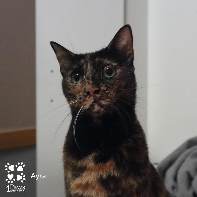 Ayra Kuwait thumbnail 3