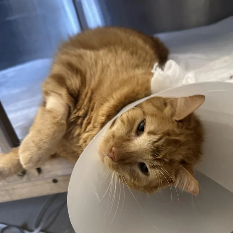 An adult large-sized male Orange / Red Domestic Short Hair cat named Biggie Smalls for adoption in Austin, TX