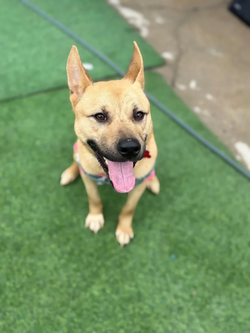 Delight..... The Graceful Sweetheart thumbnail 3