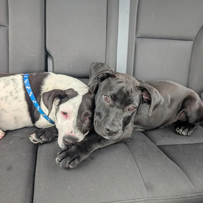 A baby medium-sized male Mixed Breed dog named Snoopy for adoption in Volcano, HI