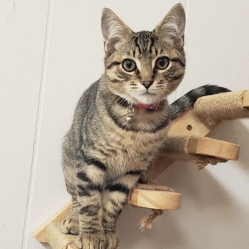 A baby small-sized male Brown / Chocolate Domestic Short Hair cat named Flash for adoption in Springfield, OR