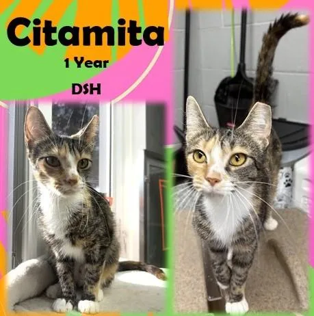 An adult medium-sized female Tabby (Brown / Chocolate) Domestic Short Hair cat named Citamita for adoption in Franklin, IN