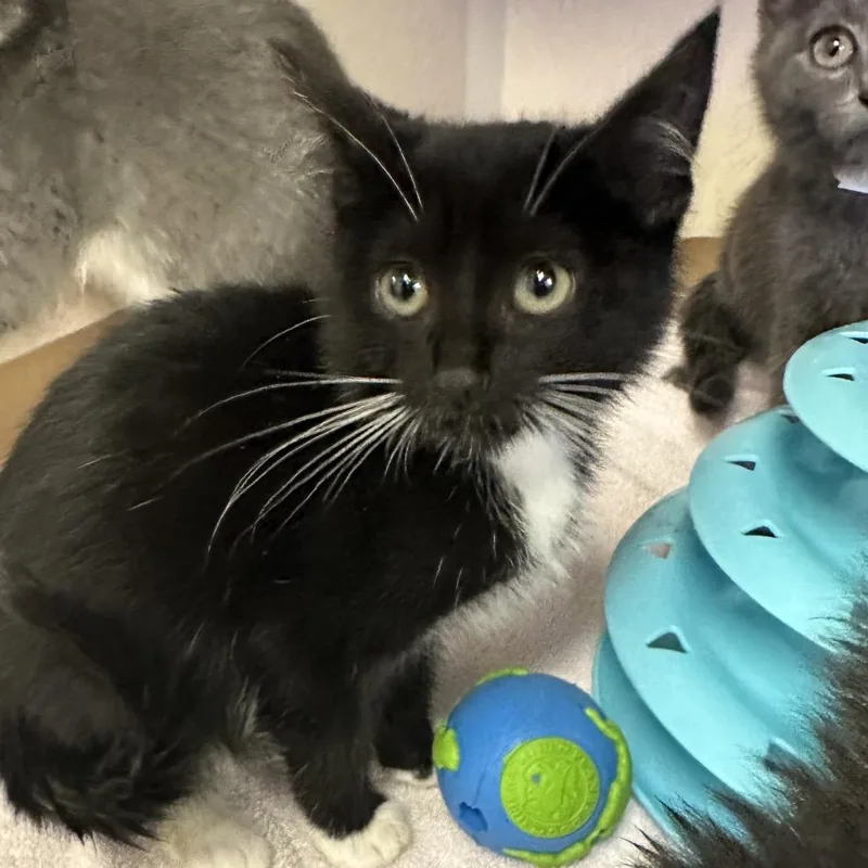 A baby small-sized female Black Domestic Short Hair cat named Gia for adoption in Wantagh, NY