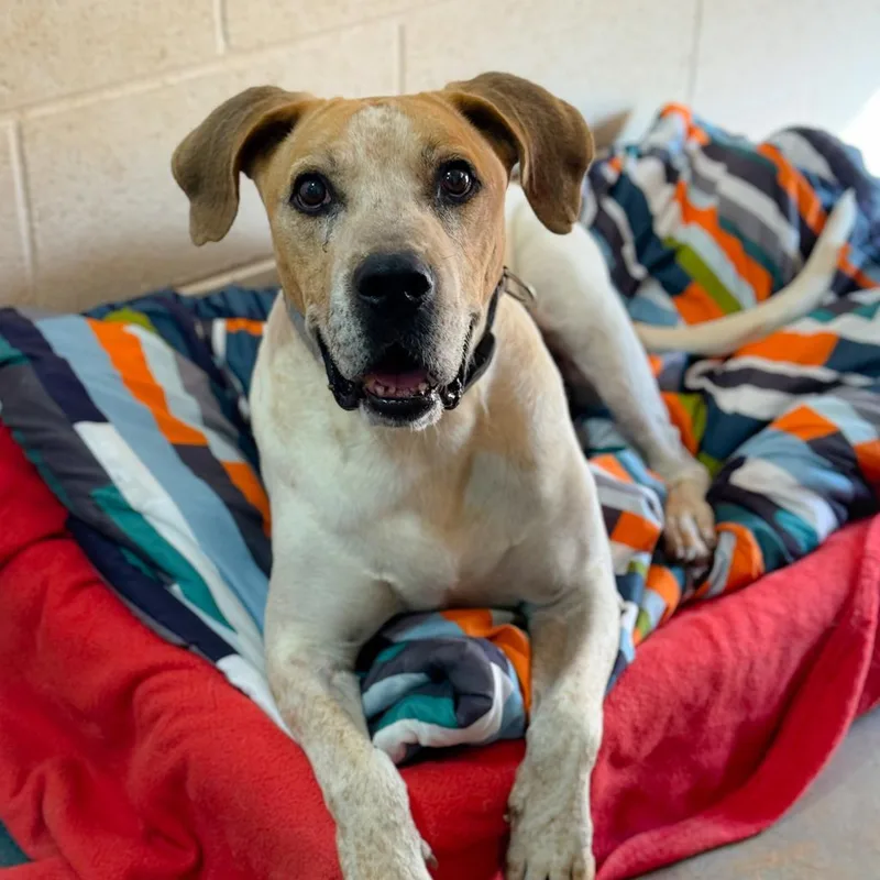 A senior large-sized male Brown / Chocolate Hound dog named Titus for adoption in Branford, CT