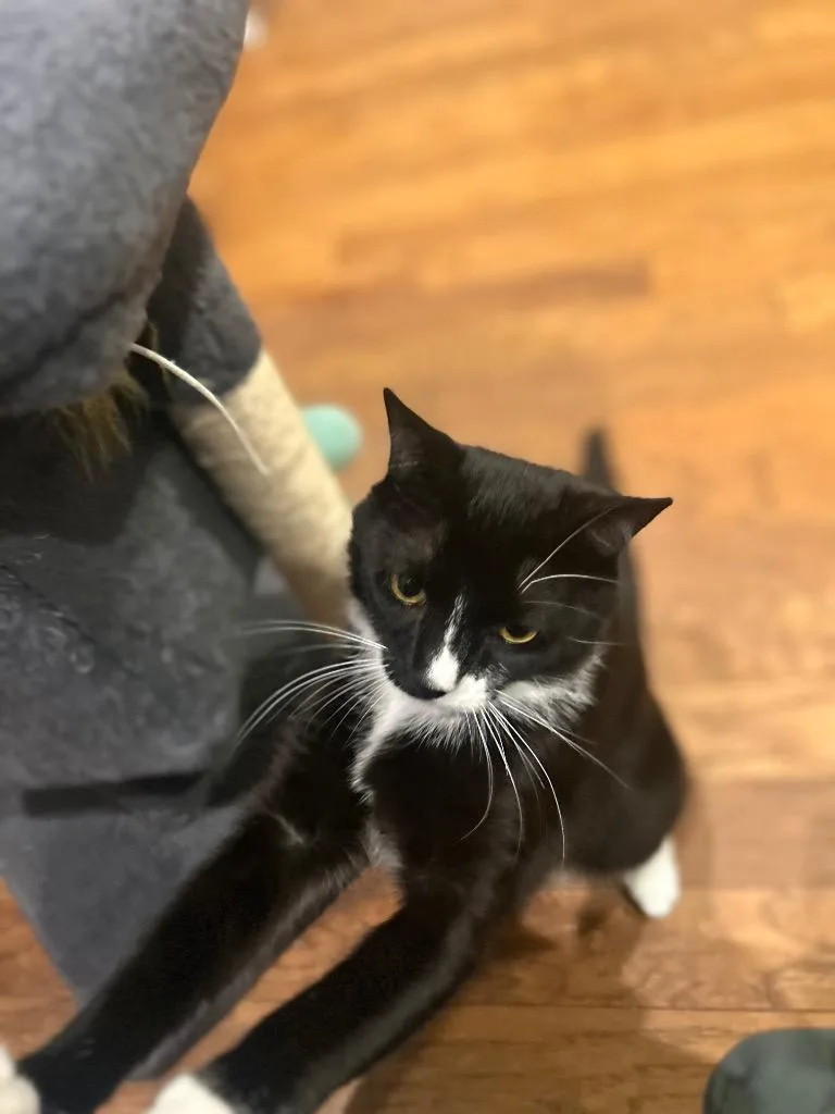 A young small-sized male Domestic Short Hair cat named Nugget for adoption in Orlando, FL