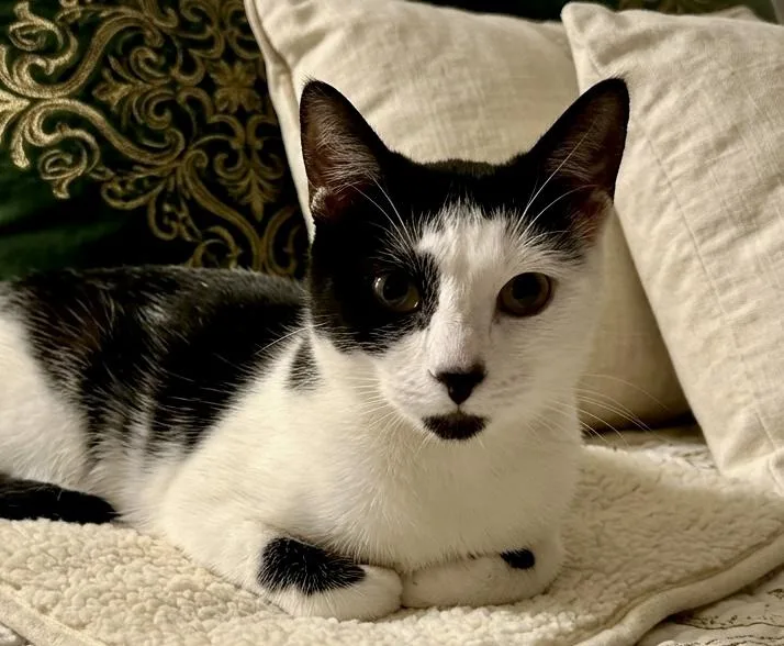 A young medium-sized female Black & White / Tuxedo Domestic Short Hair cat named Bobble for adoption in Andover, CT