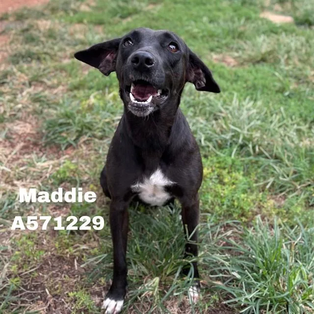 Maddie