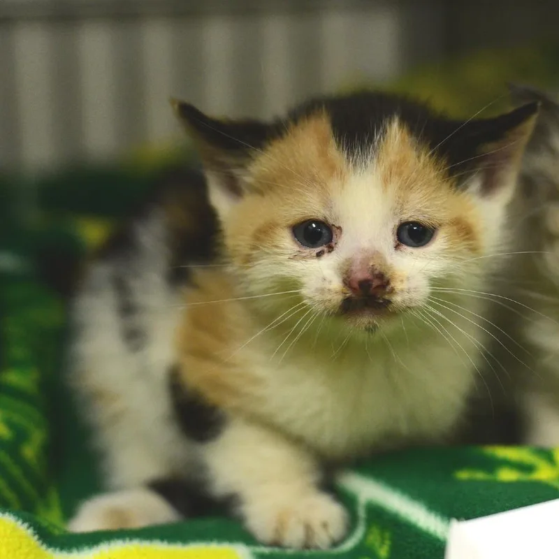 A baby small-sized female Calico Domestic Short Hair cat named Spaghetti for adoption in Idaho Falls, ID