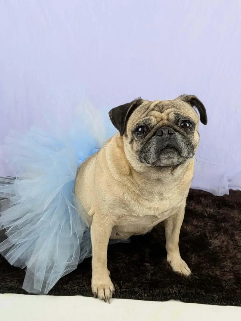 An adult small-sized female Yellow / Tan / Blond / Fawn Pug dog named Junie for adoption in Round Rock, TX