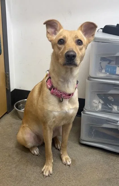 A young medium-sized female German Shepherd Dog dog named Pumpkin for adoption in Cleveland, OH