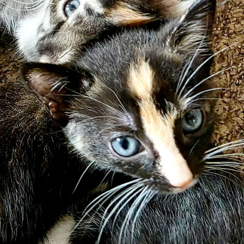A baby medium-sized female Calico Domestic Short Hair cat named Denali for adoption in Bulverde, TX
