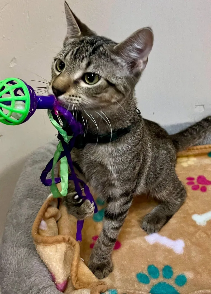A baby medium-sized male Tabby (Brown / Chocolate) Tabby cat named Adam for adoption in Leavenworth, KS