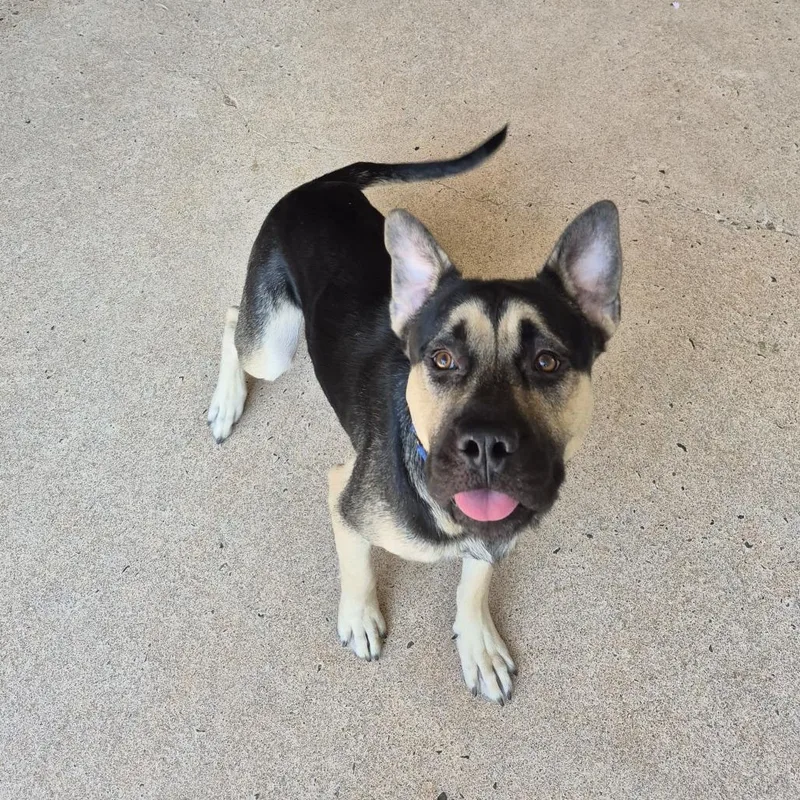 An adult large-sized male German Shepherd Dog dog named Vin Diesel for adoption in Cumming, GA