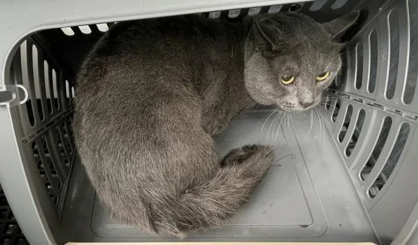 An adult large-sized male Domestic Short Hair cat named Fiฬonn for adoption in New York, NY