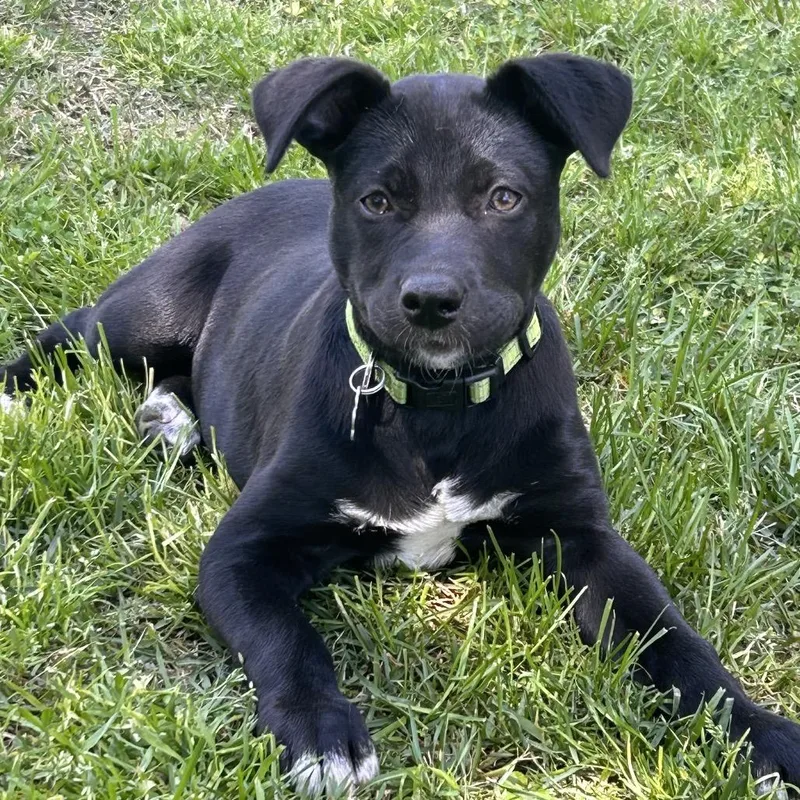 A young medium-sized female Black Shepherd dog named Sydney for adoption in Medford, NY
