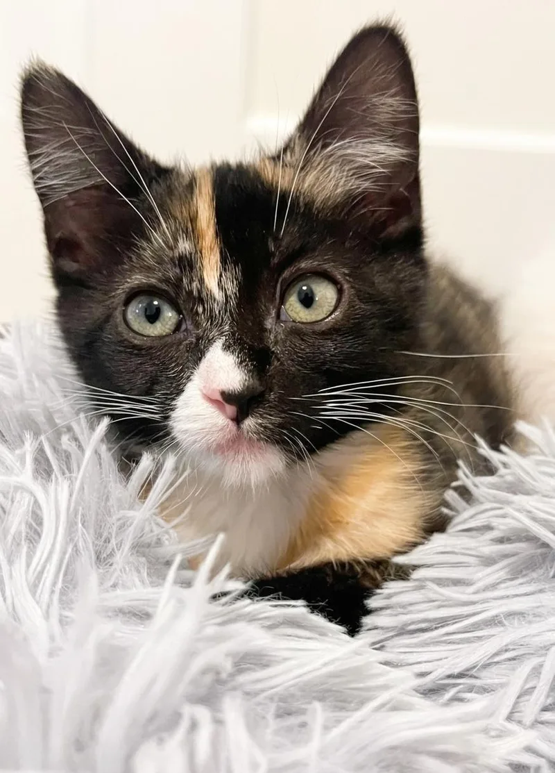 A baby medium-sized female Calico cat named Frida for adoption in Campbell, CA