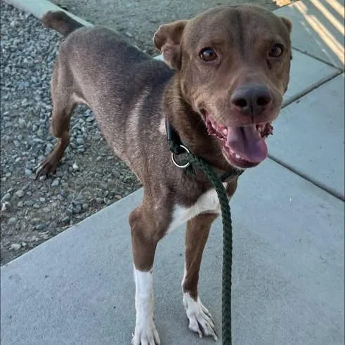 An adult small-sized male Brown / Chocolate Pit Bull Terrier dog named Magic for adoption in Los Banos, CA