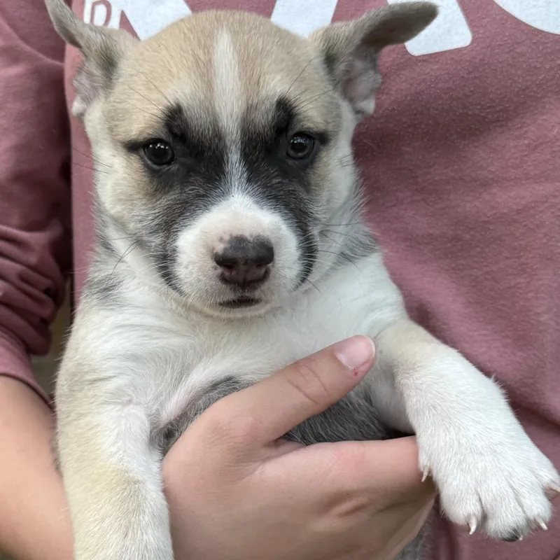 A baby medium-sized female Husky dog named Piglet for adoption in Fredericksburg, TX