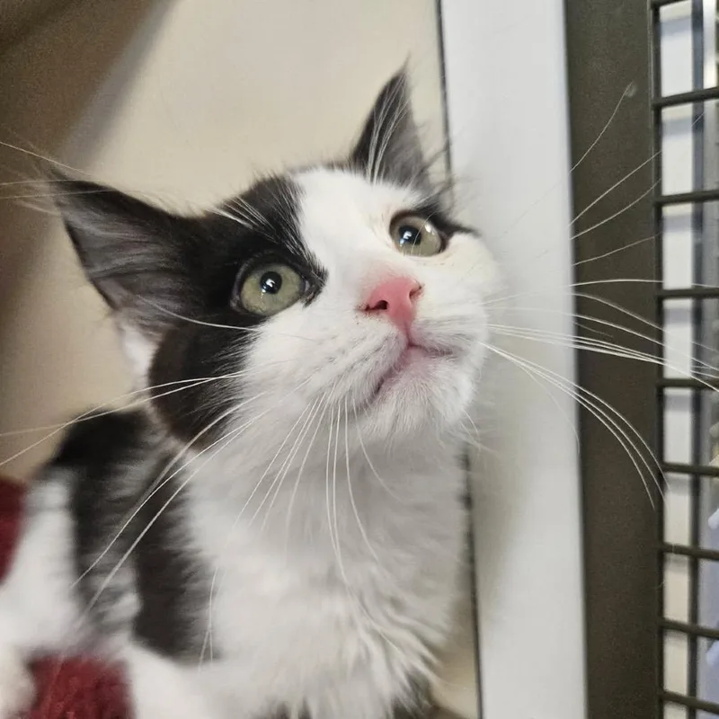 A baby small-sized male White Domestic Short Hair cat named Finn for adoption in Cody, WY
