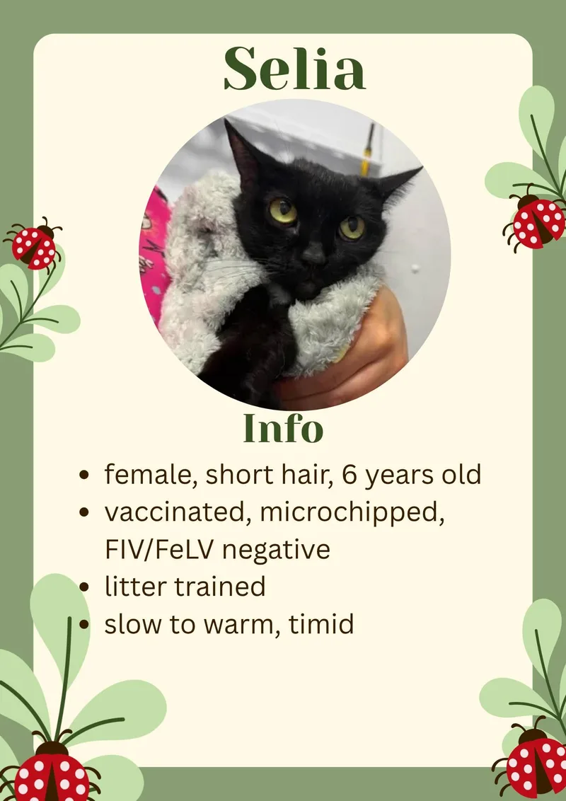 An adult medium-sized female Black Domestic Short Hair cat named Selia for adoption in Greensburg, IN