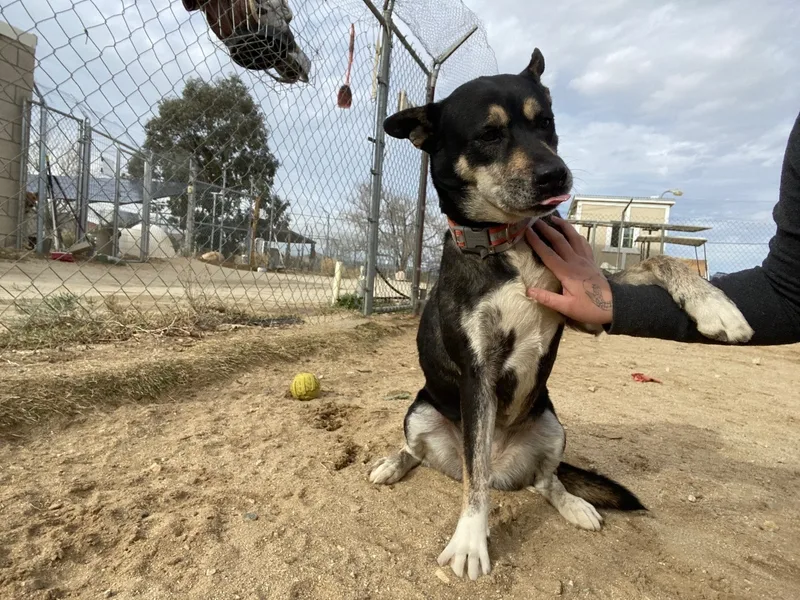 A senior medium-sized female Rottweiler dog named Alice for adoption in Mojave, CA