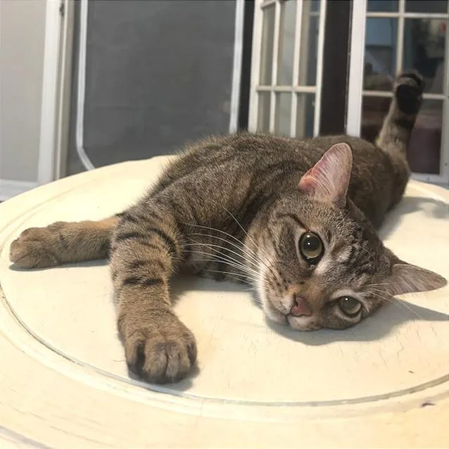 An adult large-sized male Domestic Short Hair cat named Michael Che for adoption in Cumming, GA