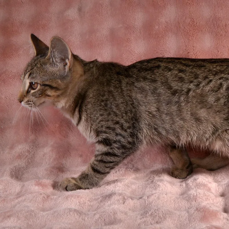 A young small-sized female Gray / Blue / Silver Domestic Short Hair cat named Toffee for adoption in Traverse City, MI