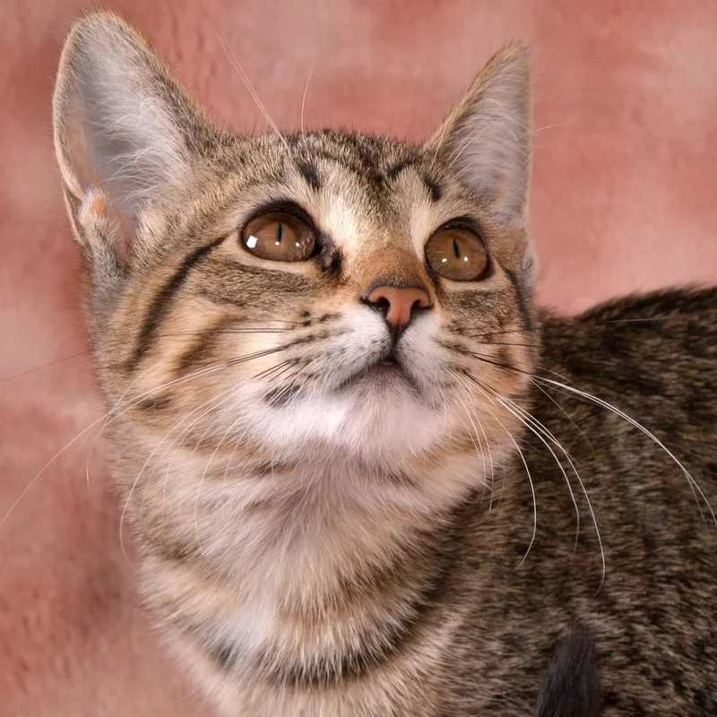 Toffee thumbnail 5