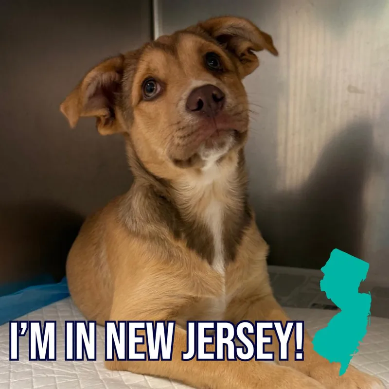 A baby small-sized male Brown / Chocolate Mixed Breed dog named Eight for adoption in Charleston, WV