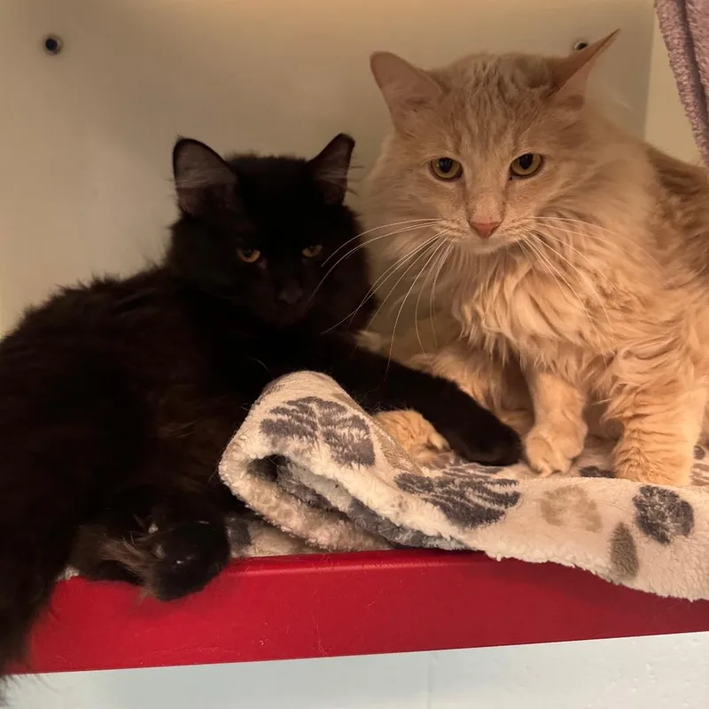 A young medium-sized male Buff / Tan / Fawn Domestic Long Hair cat named Steven for adoption in Pekin, IL