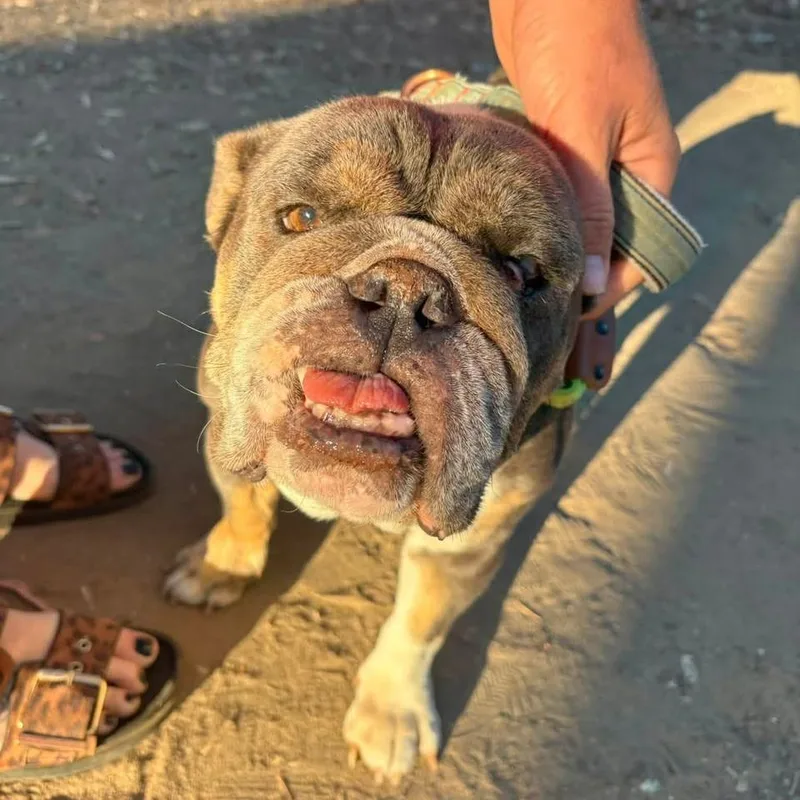 An adult medium-sized female Brown / Chocolate English Bulldog dog named Layla for adoption in Sonoma, CA