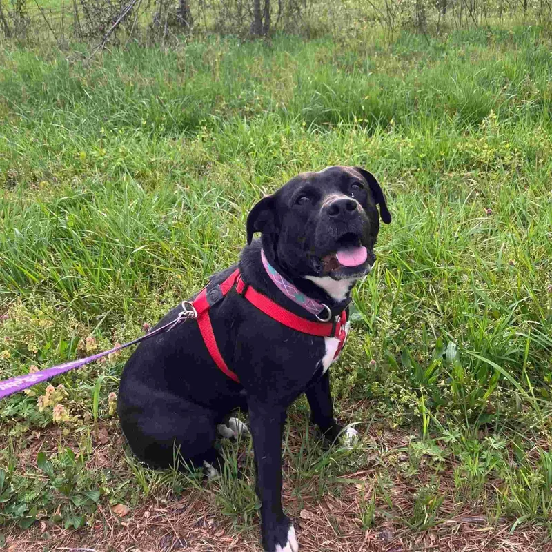 An adult large-sized female Black Pit Bull Terrier dog named Akuna for adoption in Colbert, GA