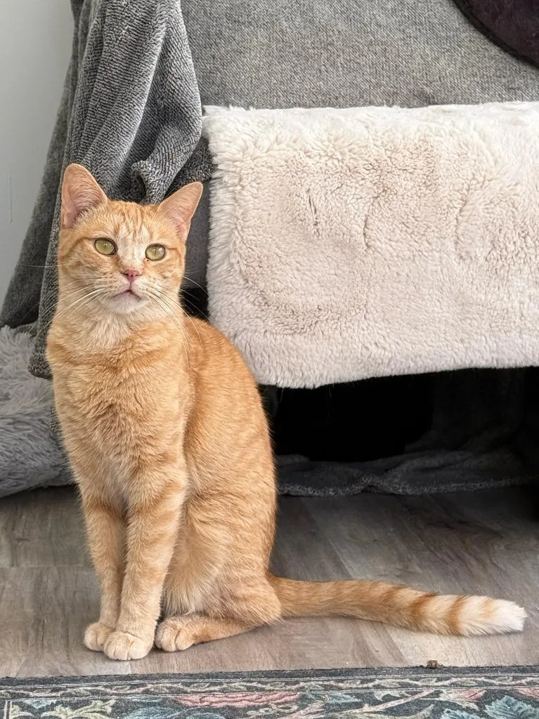 An adult medium-sized female Domestic Short Hair cat named Dolly for adoption in Windsor, CT