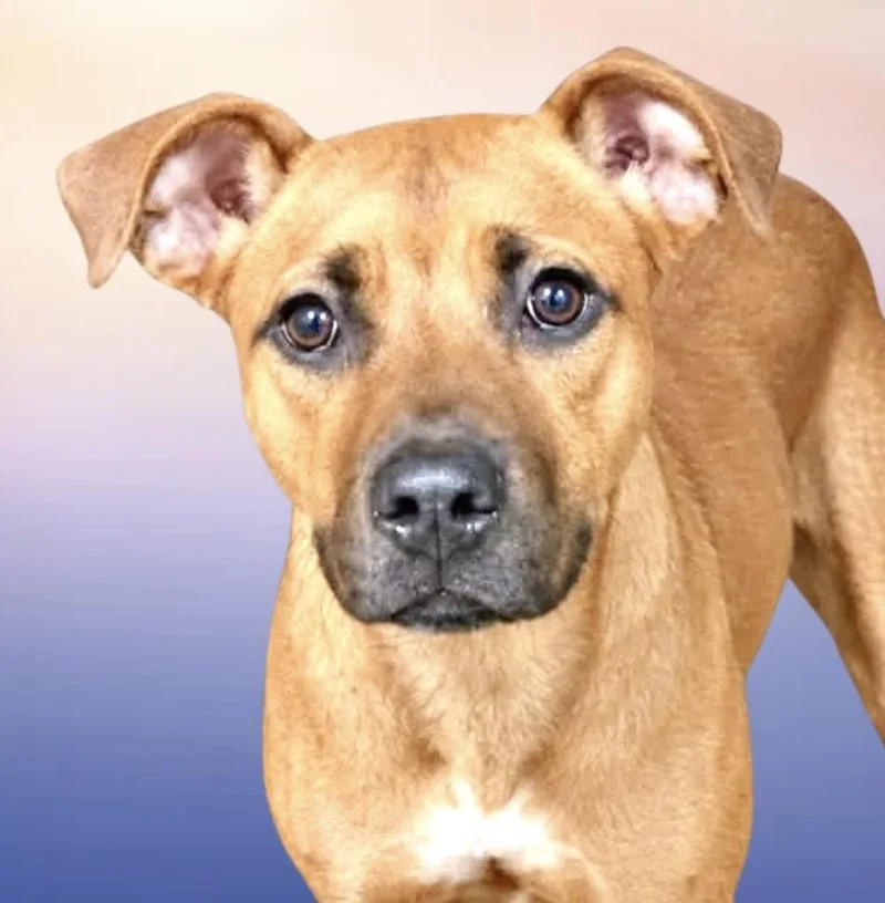 A young medium-sized female Mixed Breed dog named Gertie for adoption in Westfield, NY